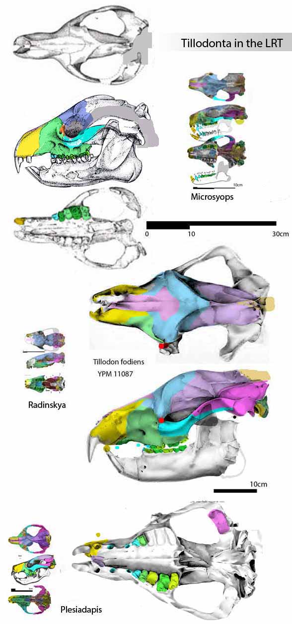 Tillodonta - Trogosus and Tillodon