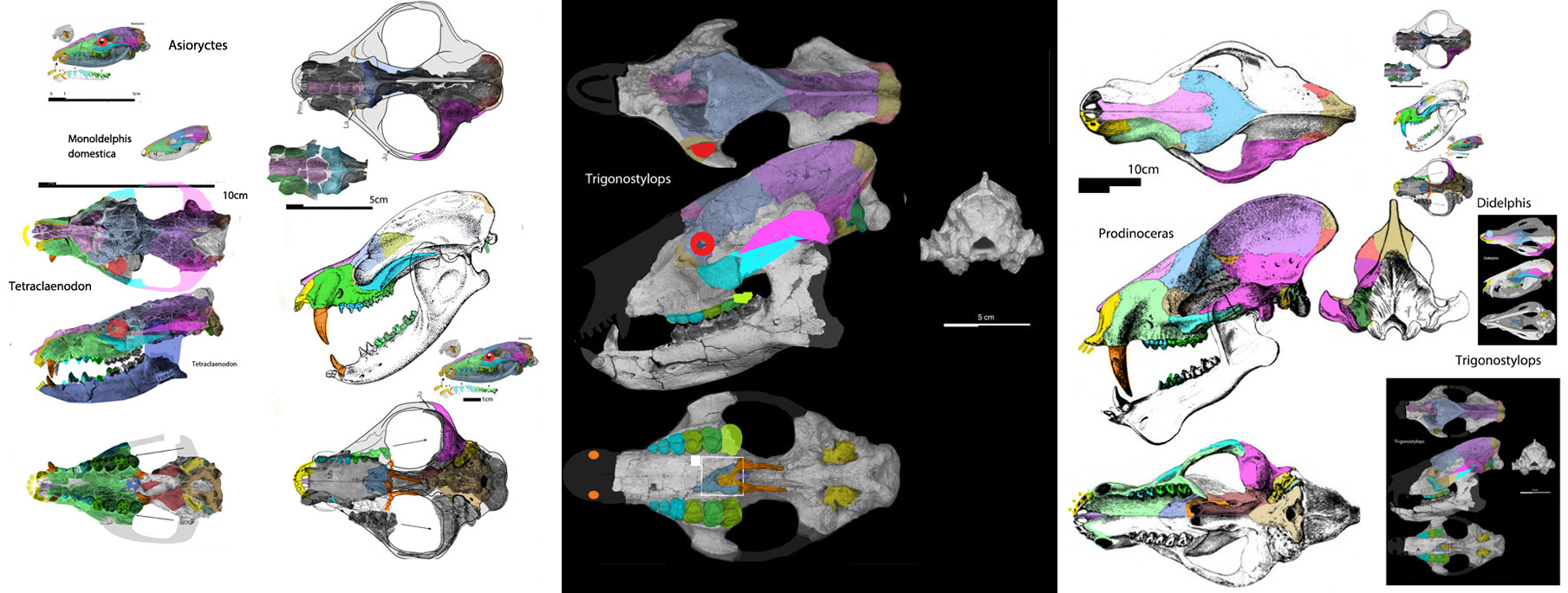 Trigonostylops skull compared to Deltatherium, Tetraclaenodon and Prodinoceras