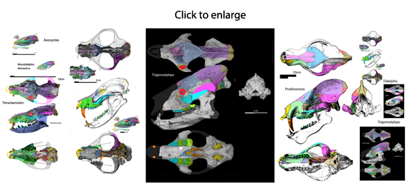 Trigonostylops skull in  views