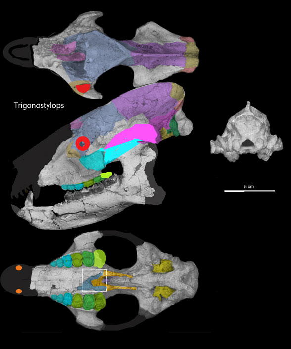 Trigonostylops skull