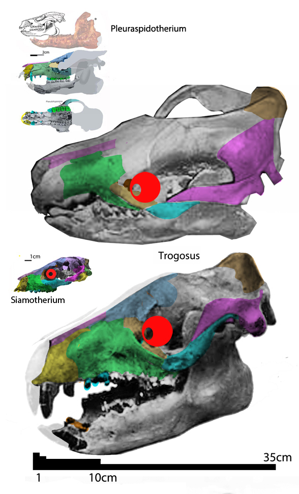 Trogosus skulls
