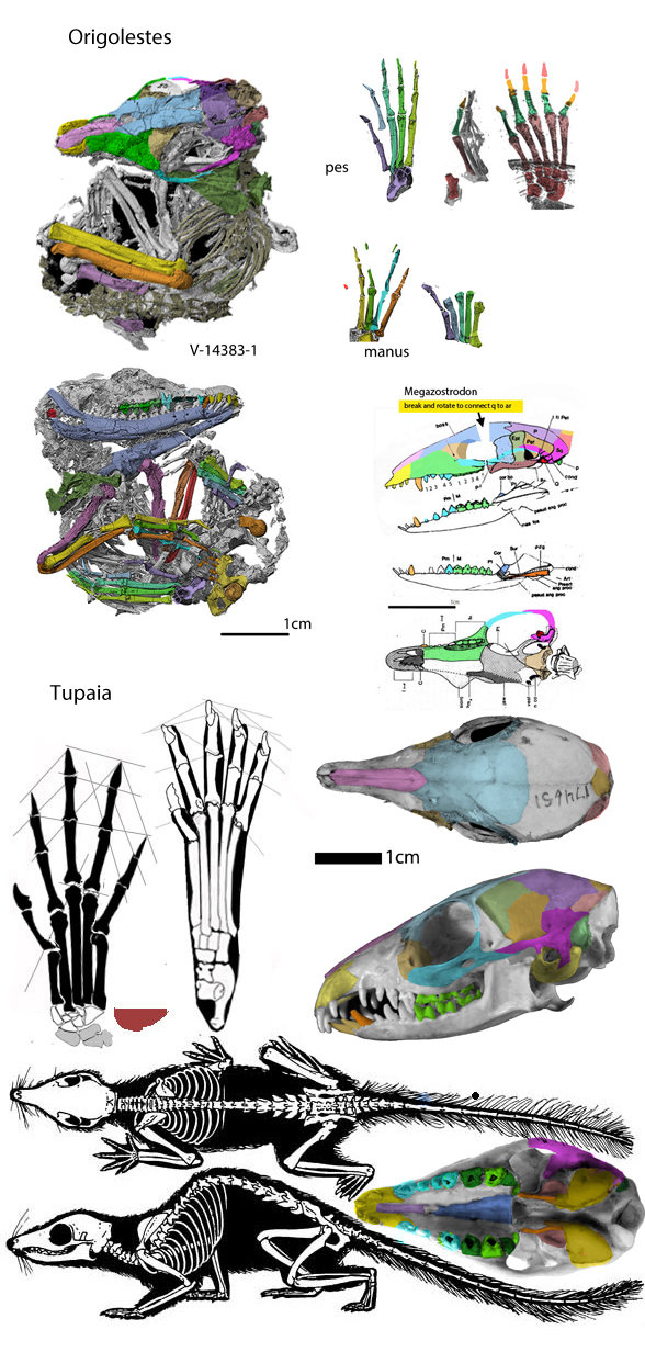 Tupaia