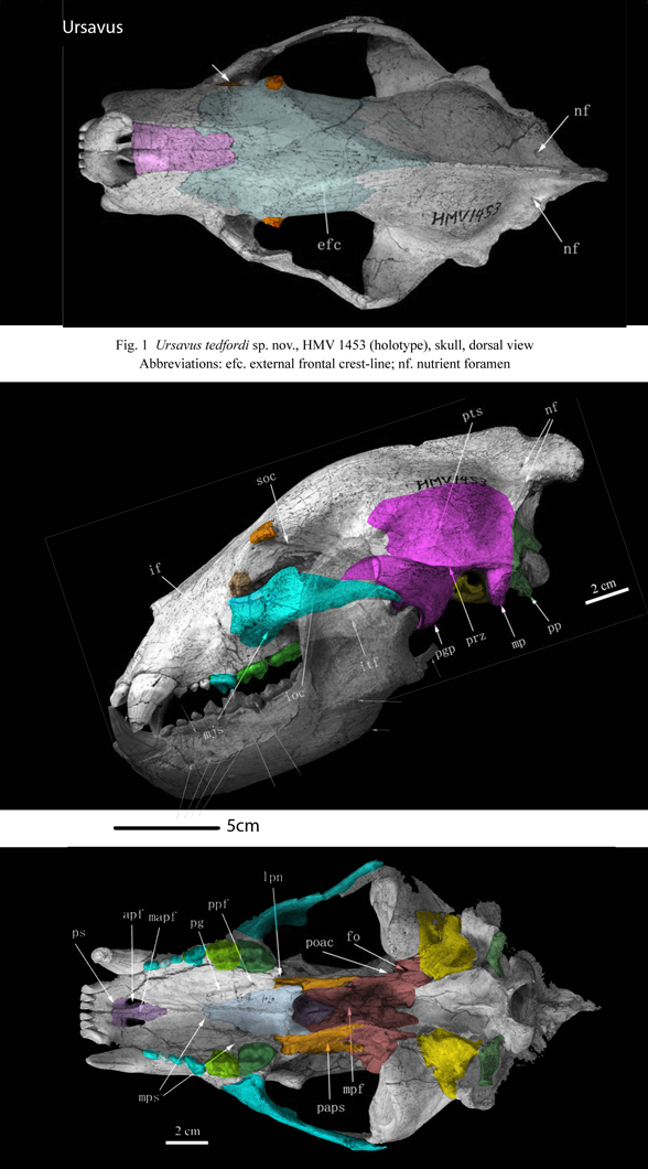 Ursavus skull