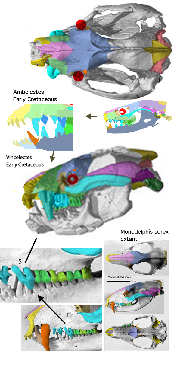 Vincelestes skull &micro;CT scan