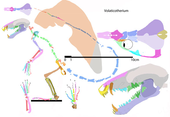 Volaticotherium reconstructed