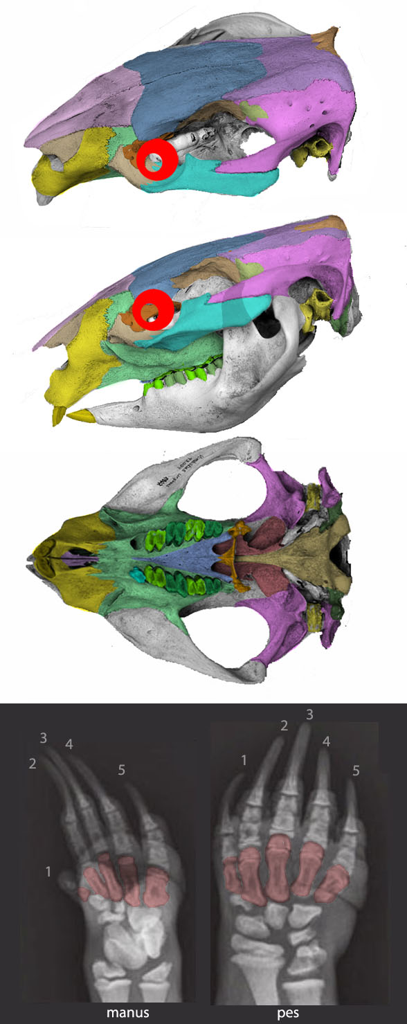 Vombatus