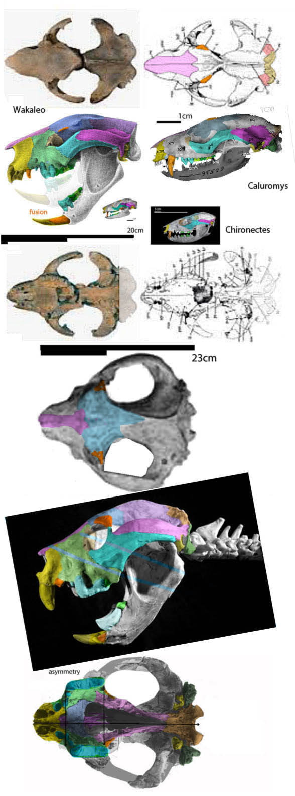 Wakaleo skull 3 views