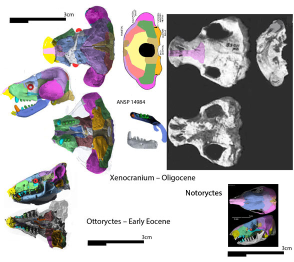 Xenocranium skulls