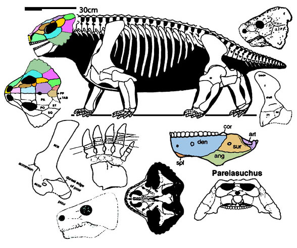 Anthodon