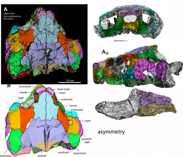 Kayentachelys skull