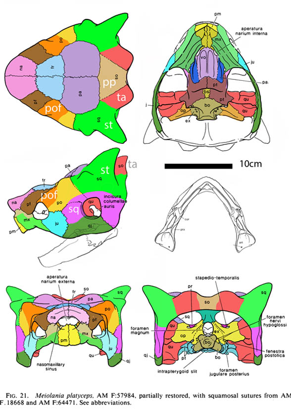 Meiolania skull