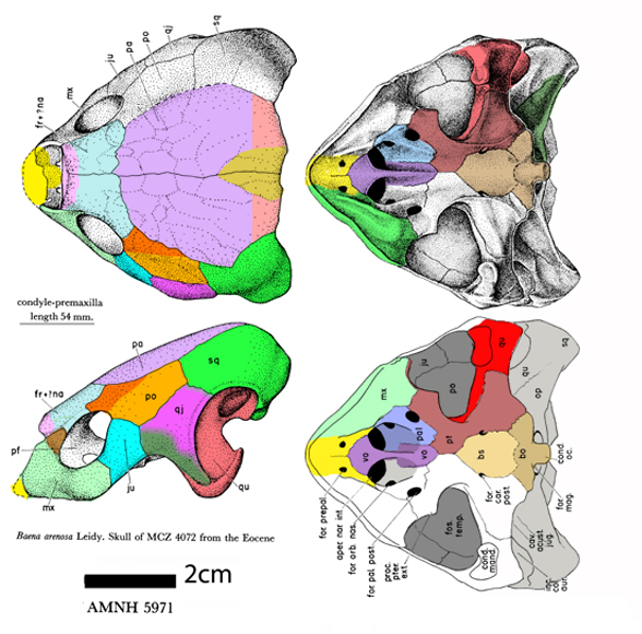 Baena skull