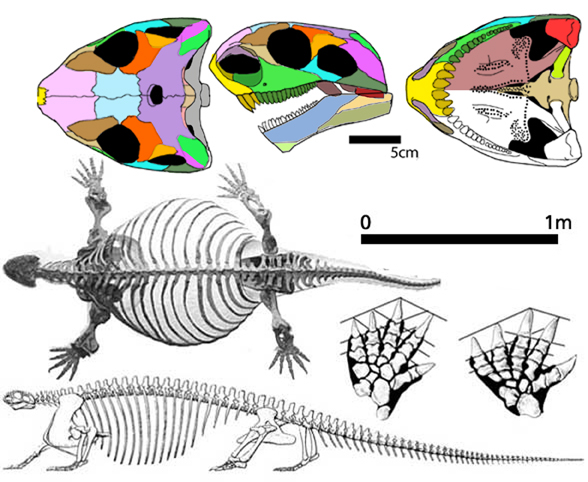 Cotylorhynchus
