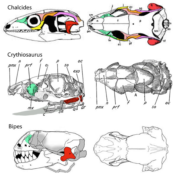Crythiosaurus
