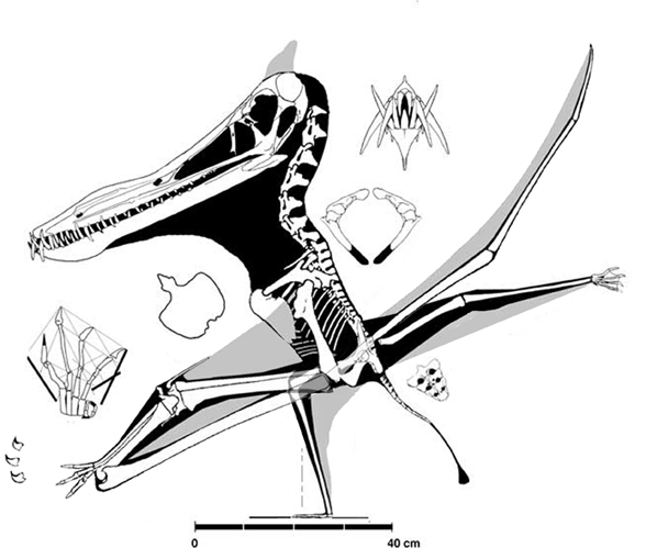 Anhanguera piscator