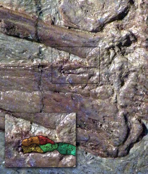 Manual digit V in a pterosaur