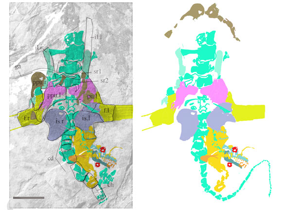 IVPP V23669 pelvis
