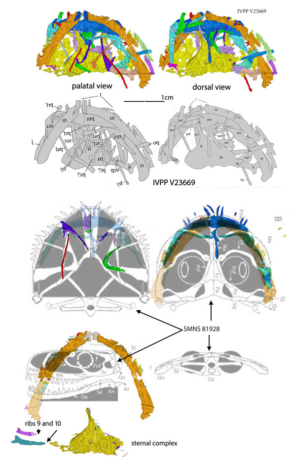 IVPP V23669 skull