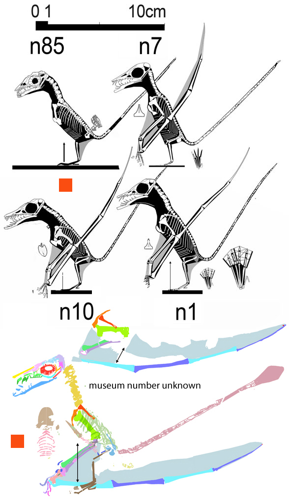 Tiny Rhamphorhynchus