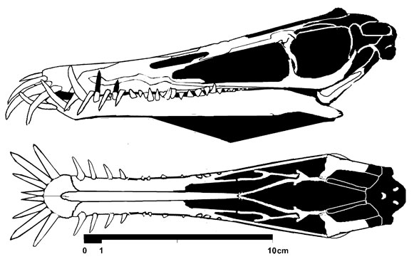 Angustinaripterus