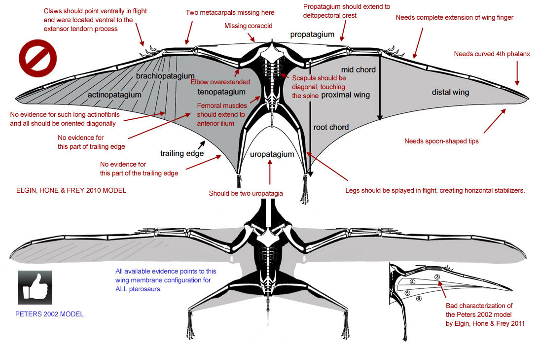 Elgin, Hone & Frey pterosaur wing shape problems