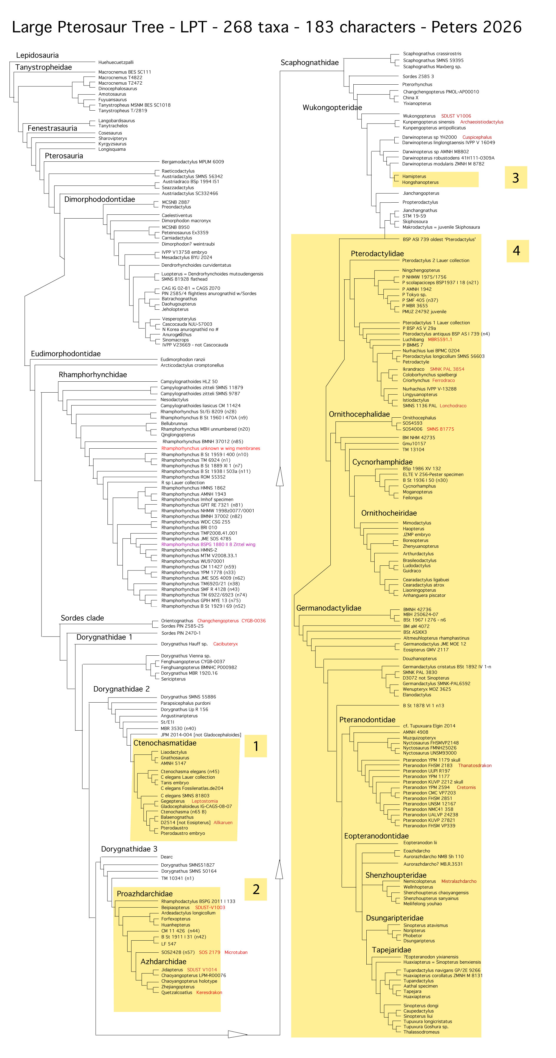 Large Pterosaur Tree