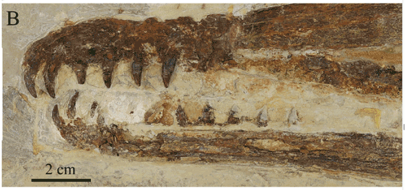 Yixianopterus jaw tips