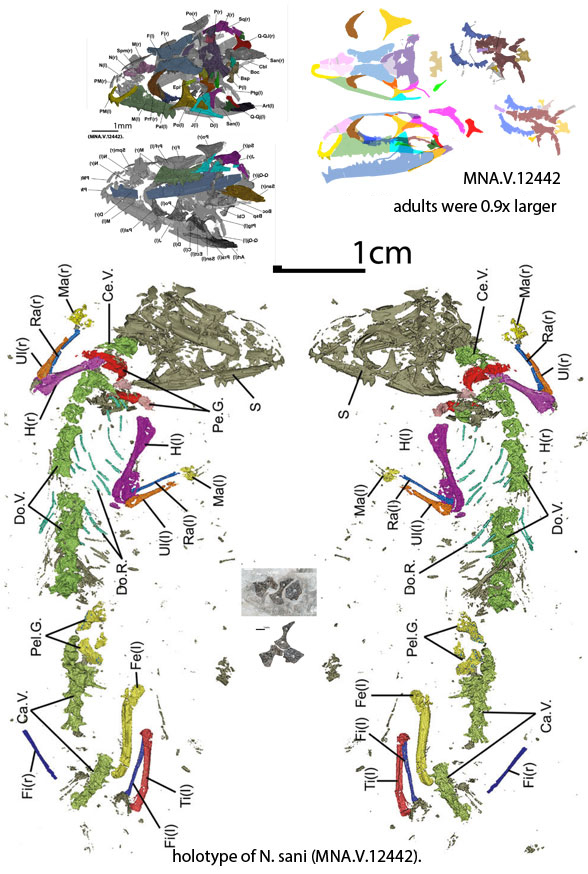 Navajosphenodon sani &micro;CT scan