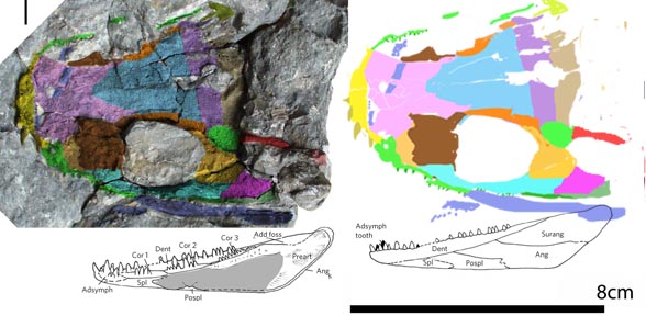 Koilops in situ