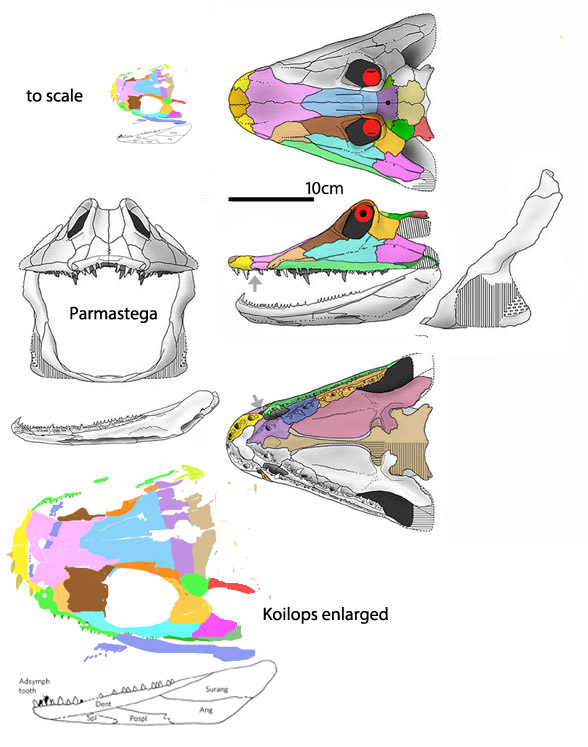 Parmastega skull