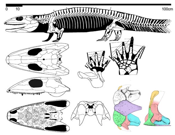 Proterogyrinus