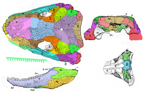 Seymouria skull
