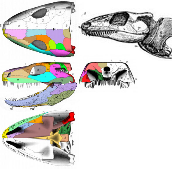 Seymouria skull