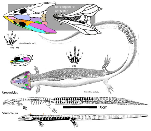 Urocordylus