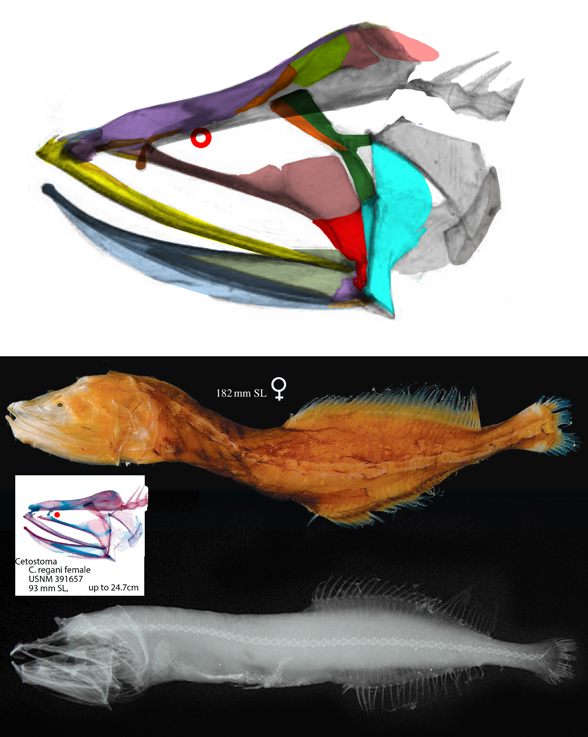 Cetostoma and Channa