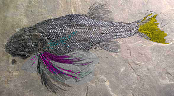 Albertonia insitu