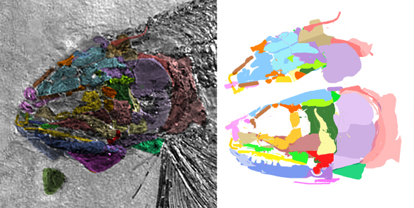 Albertonia skull