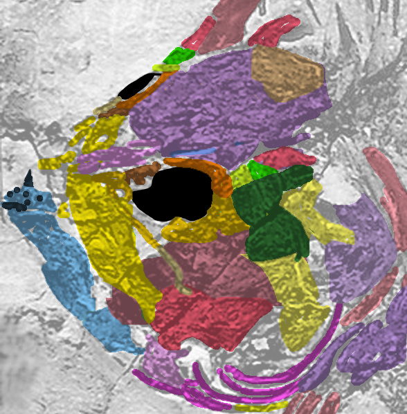 Amphistium face