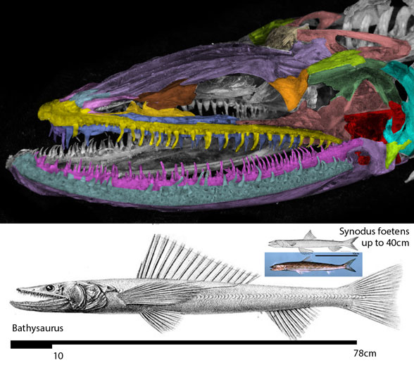 Bathysaurus skull