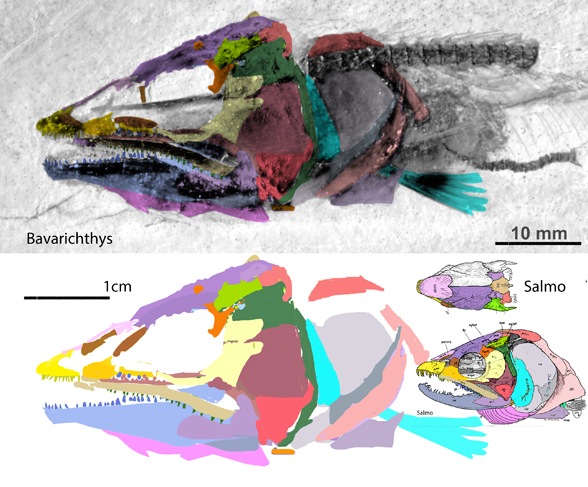 Bavarichthys- face-insitu