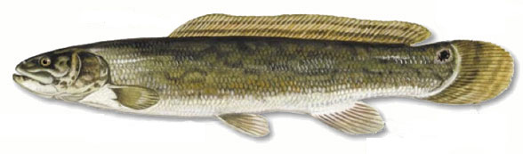 bowfin illustration