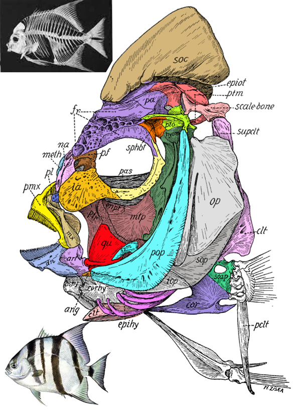 Chaetodipterus