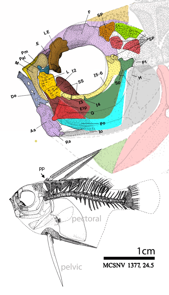 Cretatriacanthus guidottii