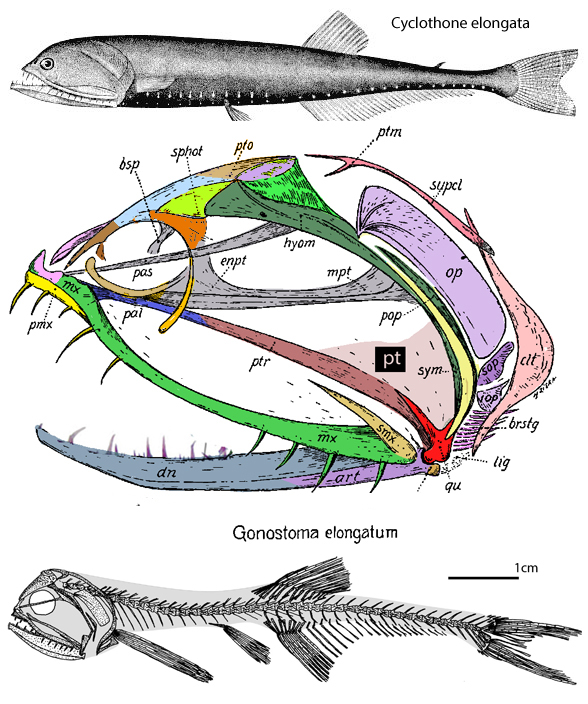 Gonostoma elongatum