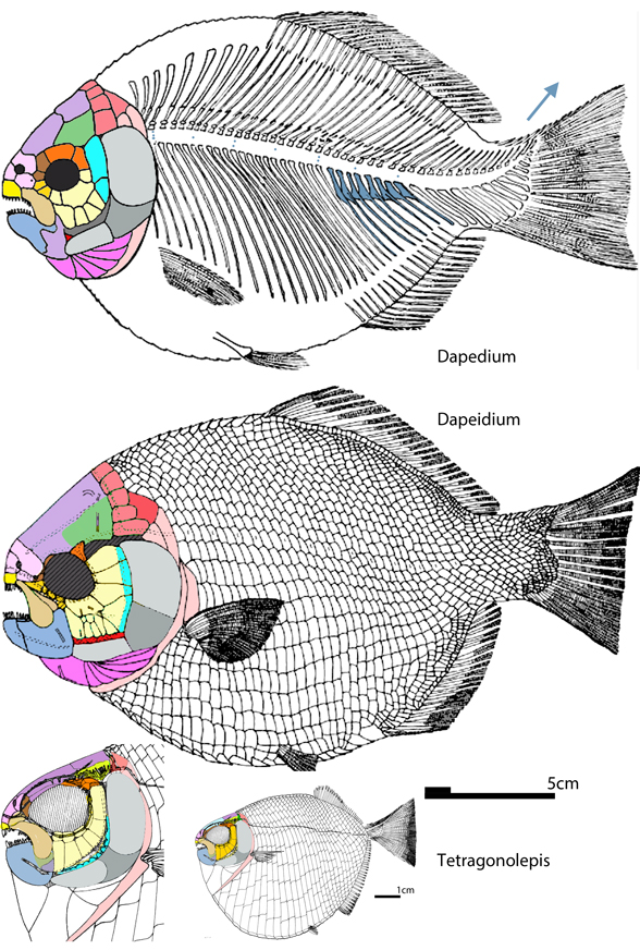 Dapedium and Tetragonolepis diagrams