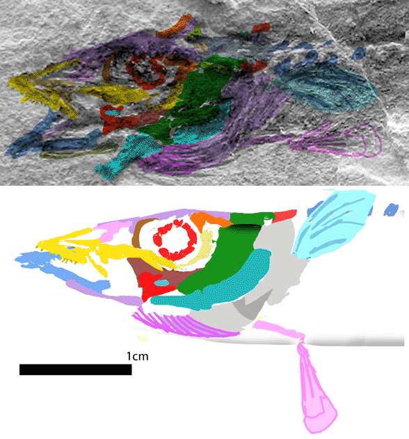 Dector vestenae skull