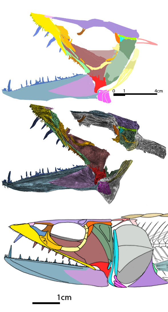 Enchodus skull