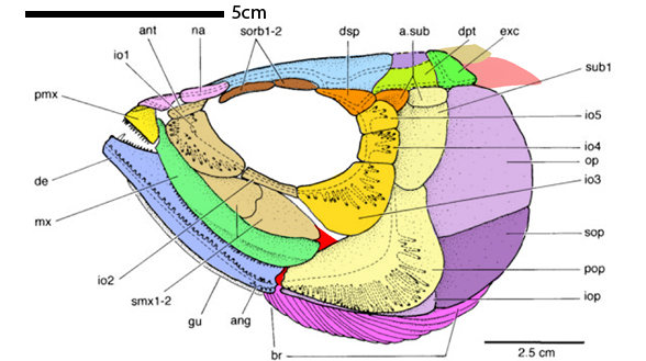 Eurycormus holotype skull