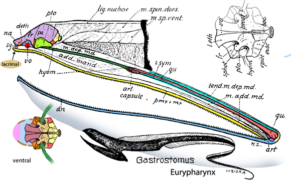 Eurypharynx