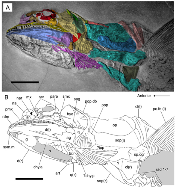 Germanostomus skull